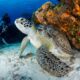 5 Natural Wonders You’ll Only See While Snorkeling